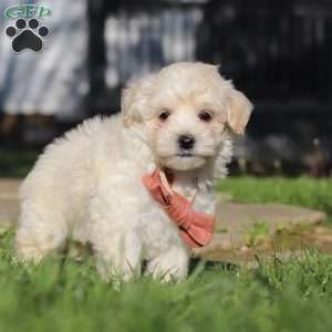 Elliot, Maltipoo Puppy